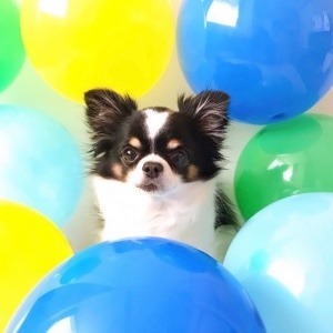 ひとみ💫🐶hitomi🌺